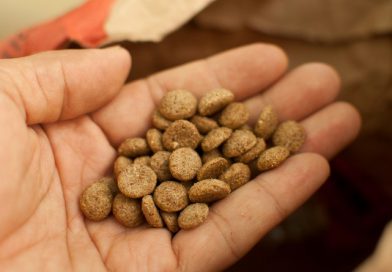 Vente de croquettes