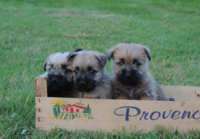 Chiots Cairn Terrier