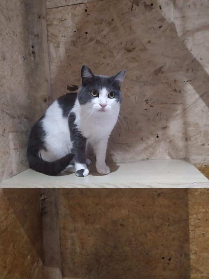 chat écrin de la houblonniére