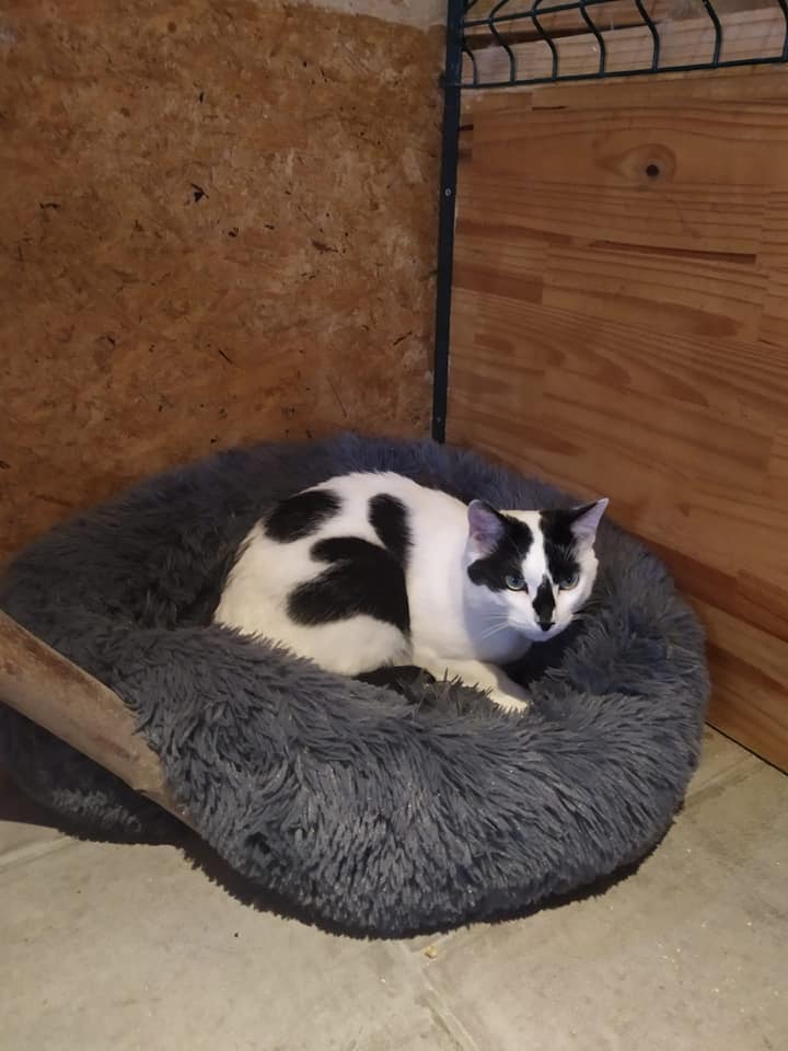photo-chat-blanc-noir-panier-confort