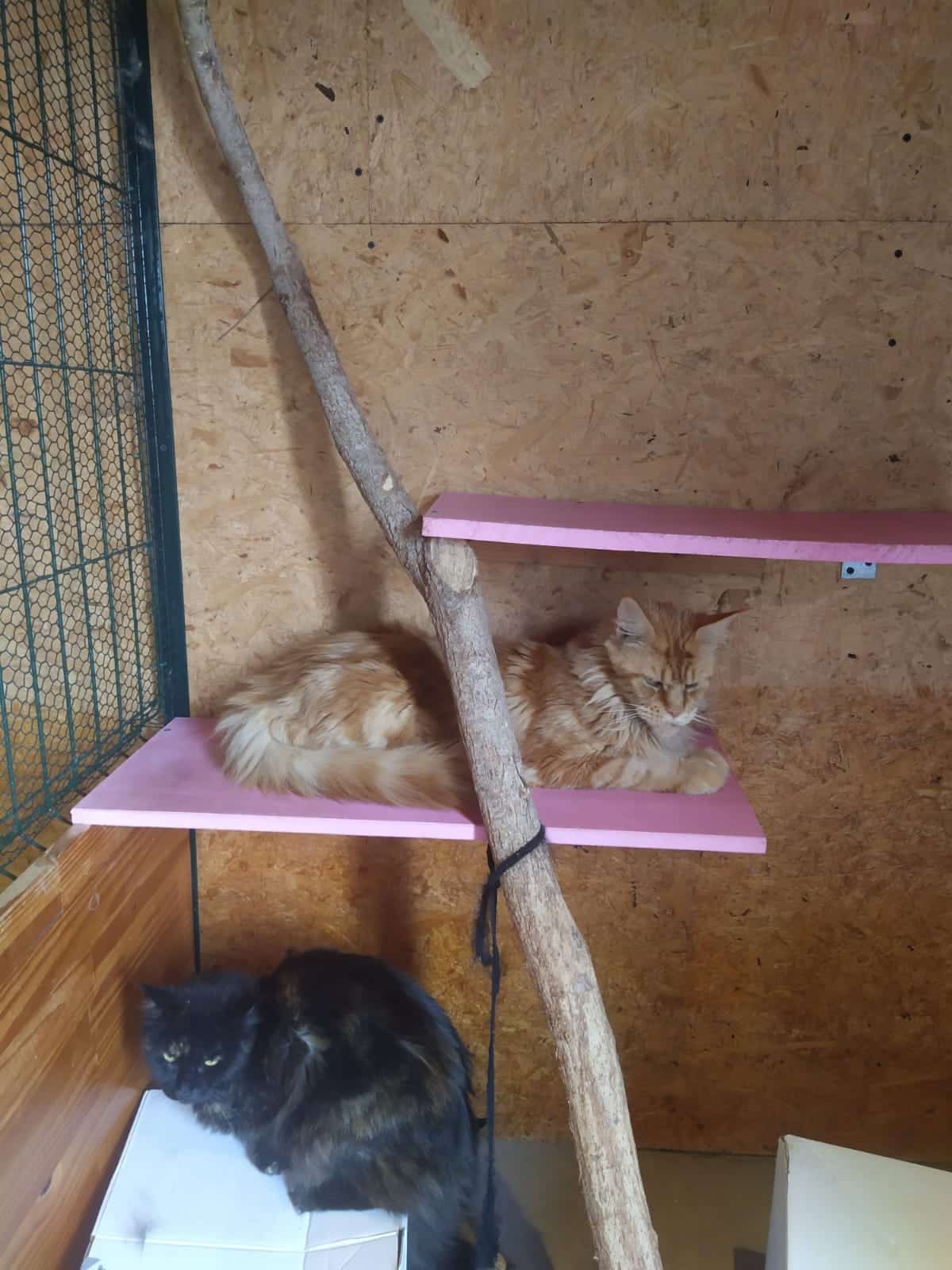 photo-deux-chats-pension