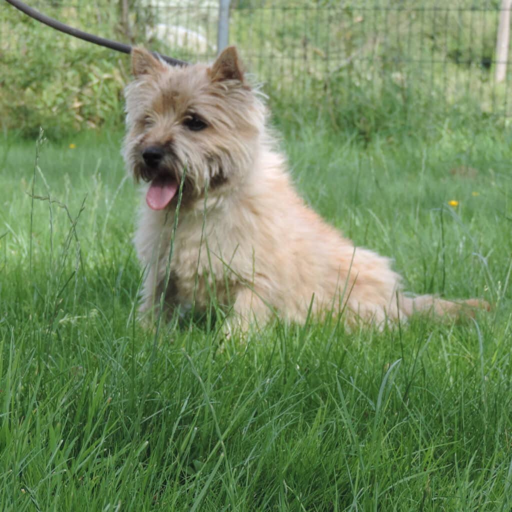cairn-terrier-ecrin-de-la-houblonniere-ulius-ubert
