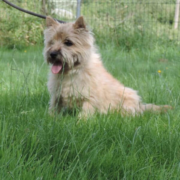cairn-terrier-ecrin-de-la-houblonniere-ulius-ubert