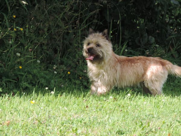 cairn-terrier-ecrin-de-la-houblonniere-utopia