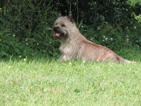 cairn-terrier-ecrin-de-la-houblonniere-utopia