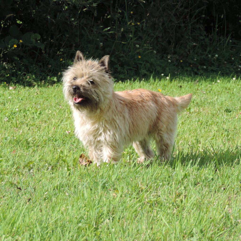 cairn-terrier-ecrin-de-la-houblonniere-utopia