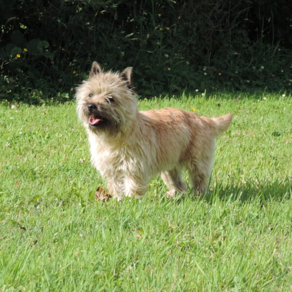 cairn-terrier-ecrin-de-la-houblonniere-utopia