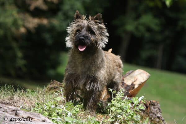 daikiri-femelle-retraitee-cairn-terrier-ecrin-de-la-hhoublonniere