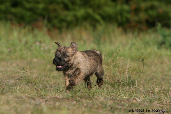 daikiri-femelle-retraitee-cairn-terrier-ecrin-de-la-hhoublonniere