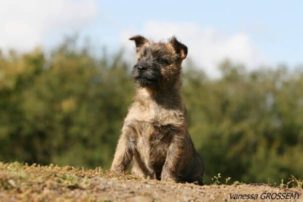 daikiri-femelle-retraitee-cairn-terrier-ecrin-de-la-hhoublonniere