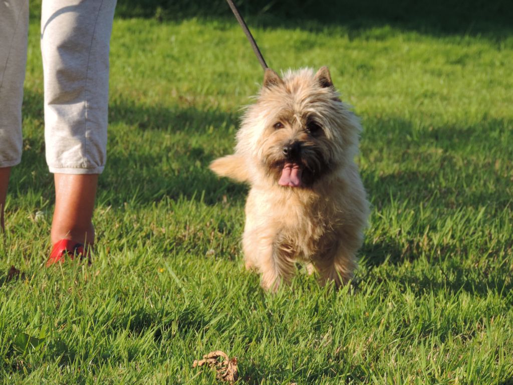 photo-redshift-cairn-terrier-elevage-ecrin-de-la-houblonniere