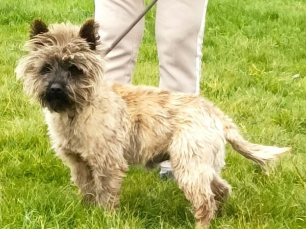 photo-strike-cairn-terrier-elevage-ecrin-de-la-houblonniere