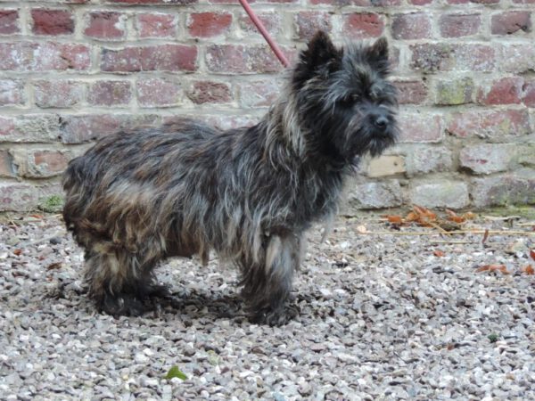 pnoe-femelle-cairn-terrier-ecrin-de-la-houblonniere