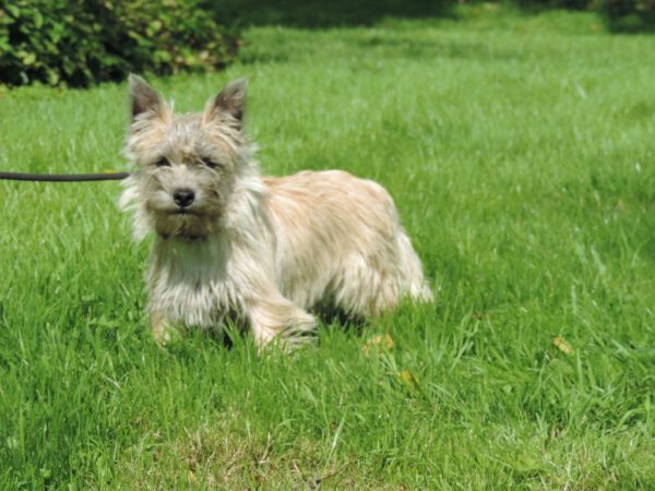 simone-cairn-terrier