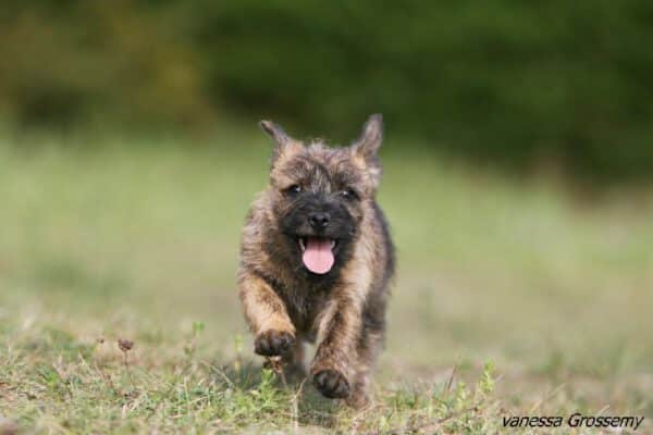 daikiri-femelle-retraitee-cairn-terrier-ecrin-de-la-hhoublonniere