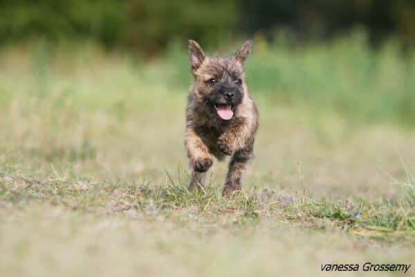 daikiri-femelle-retraitee-cairn-terrier-ecrin-de-la-hhoublonniere