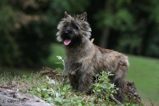 daikiri-femelle-retraitee-cairn-terrier-ecrin-de-la-hhoublonniere