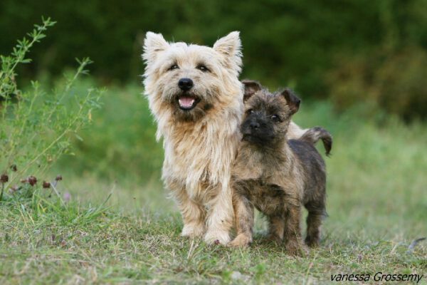 daikiri-femelle-retraitee-cairn-terrier-ecrin-de-la-hhoublonniere