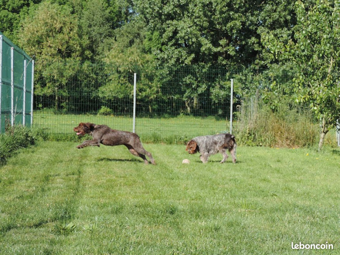 photo-deux-chiens-pension